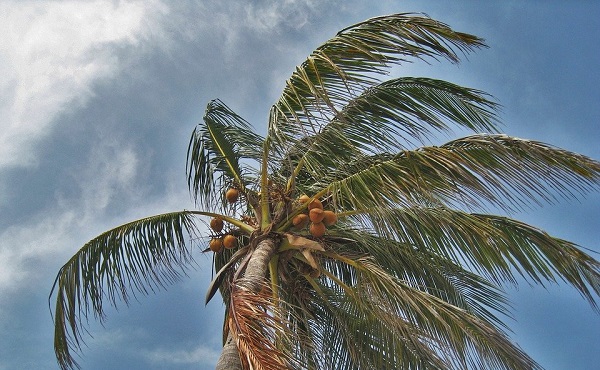 Palm tree in a storm